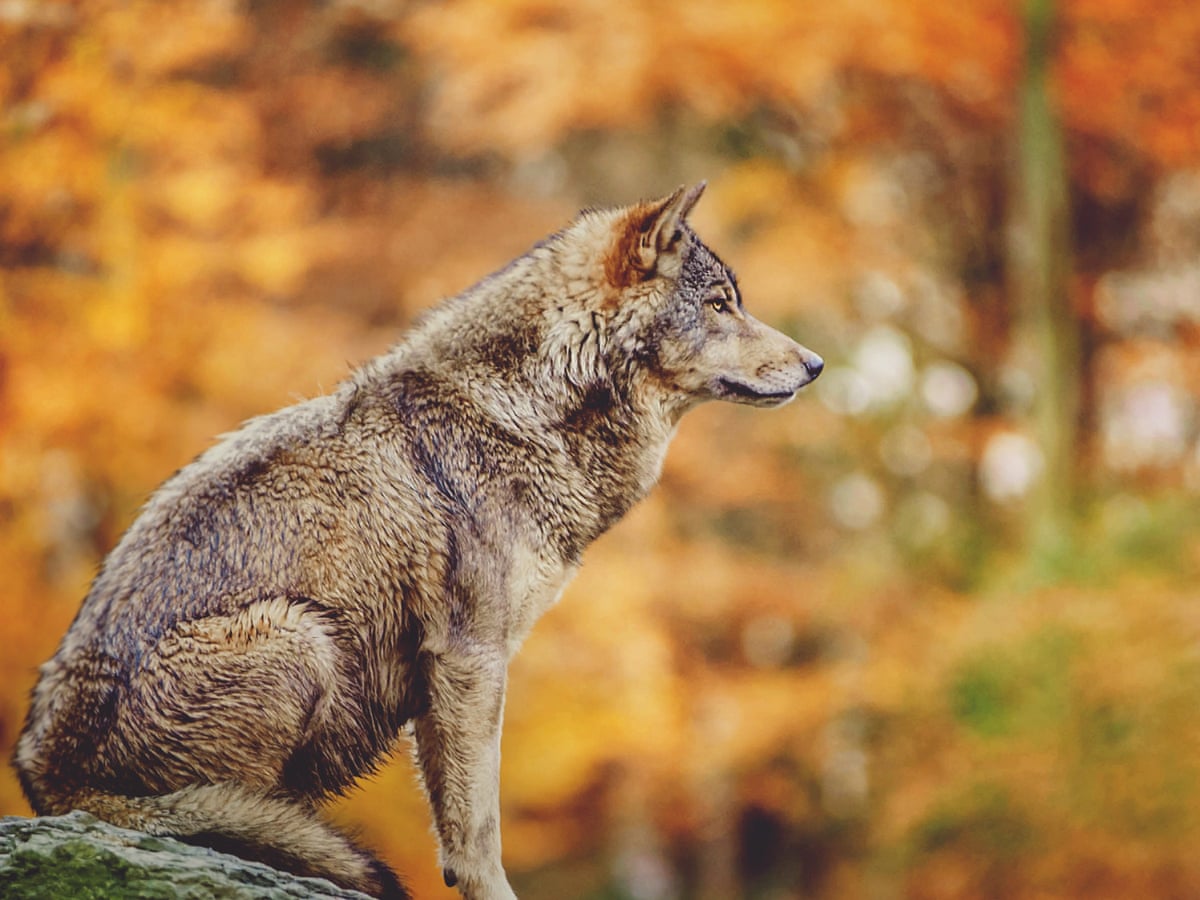 These Are The 25 Toughest Animals On Earth