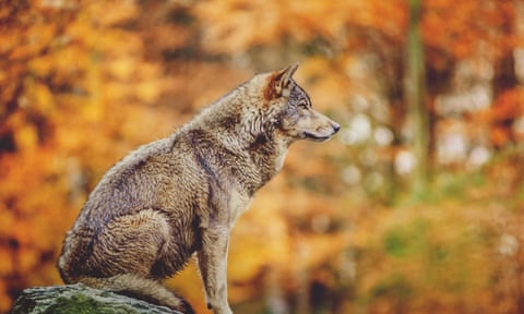 Wolf Sitting on the Stone in Autumn Forest.