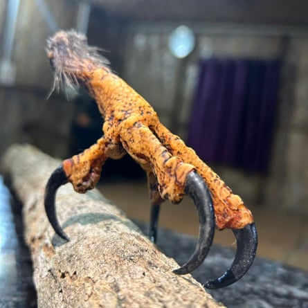 Uma réplica das garras de uma águia