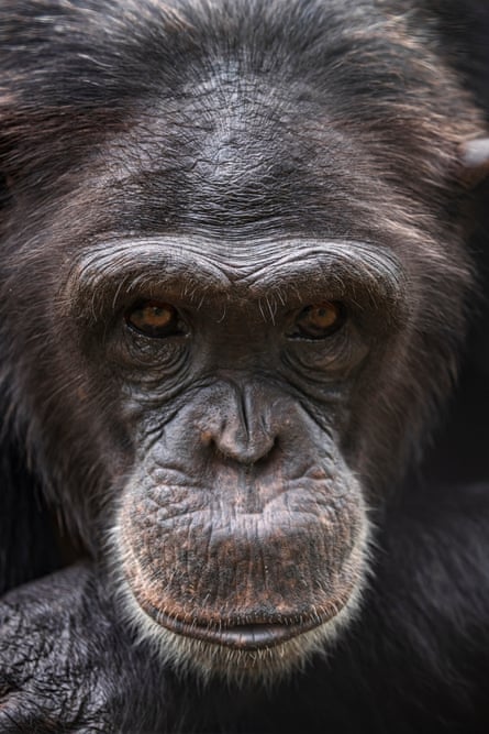Adult chimpanzees rescued from poaching by the Chimpanzee Conservation Centre