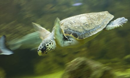 A loggerhead turtle