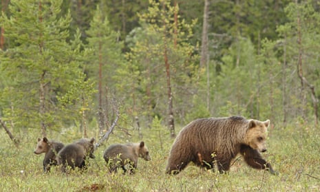 Staying together longer increases the survival chances of both mother and cub by a factor of four. ‘Man in now an evolutionary force in the lives of bears,’ said one researcher.
