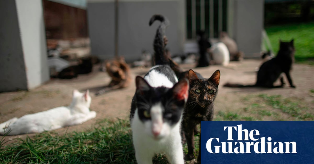 More than 100 cats – and owner – evicted from Spanish flat