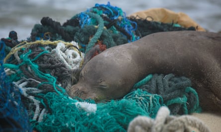 A juvenile Hawaiian monk seal rests on top of a pile of ghost nets. Photo taken under NOAA/NMFS permit no 22677.