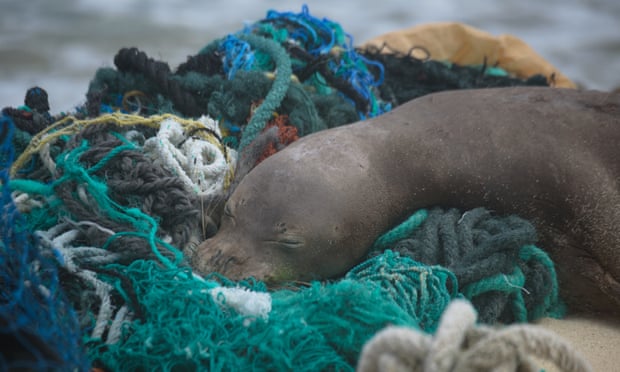 Over 47 tons of plastic found at US marine reserve – and an entangled seal A juvenile Hawaiian monk seal rests on top of a pile of ghost nets. Photo taken under Noaa/NMFS permit no 22677. Photograph: Matthew Chauvin of PMDP