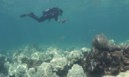 Huge' coral bleaching unfolding across the Americas prompts fears of global  tragedy, Coral