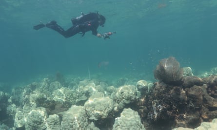 Coral bleaching on a reef known as Cheeca Rocks, Florida Keys.