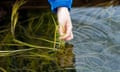 A young boy examines some of the seagrass growing at UK's first large scale seagrass nursery near Laugharne, Wales, UK.