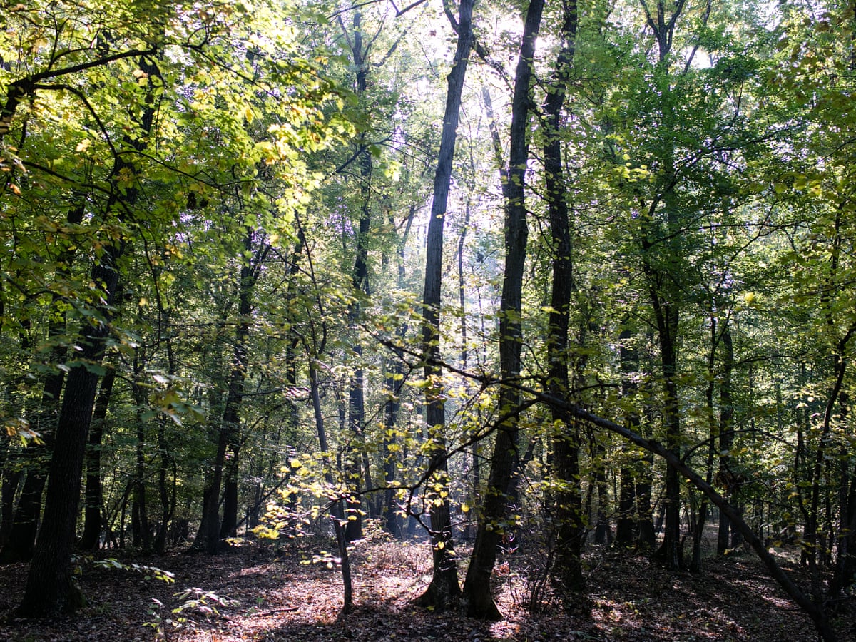 Frights And Sights In Transylvania Exploring Haunted Hoia Baciu Romania Holidays The Guardian Frights And Sights In Transylvania Exploring Haunted Hoia Baciu Romania Holidays The Guardian