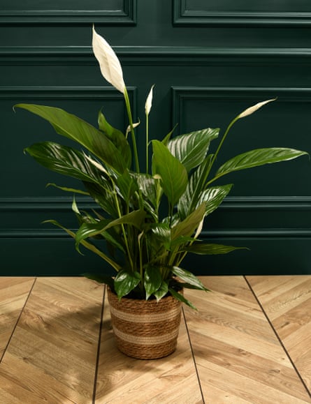 M&S Peace Lily in Basket