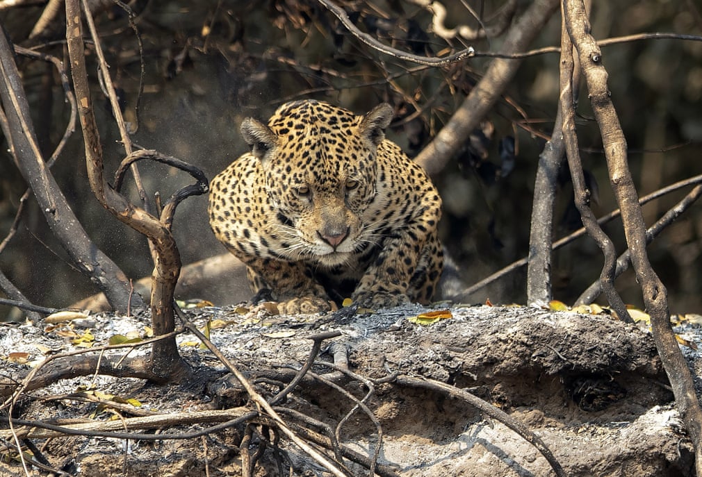 Guardian photos of the day. - Page 22 3528