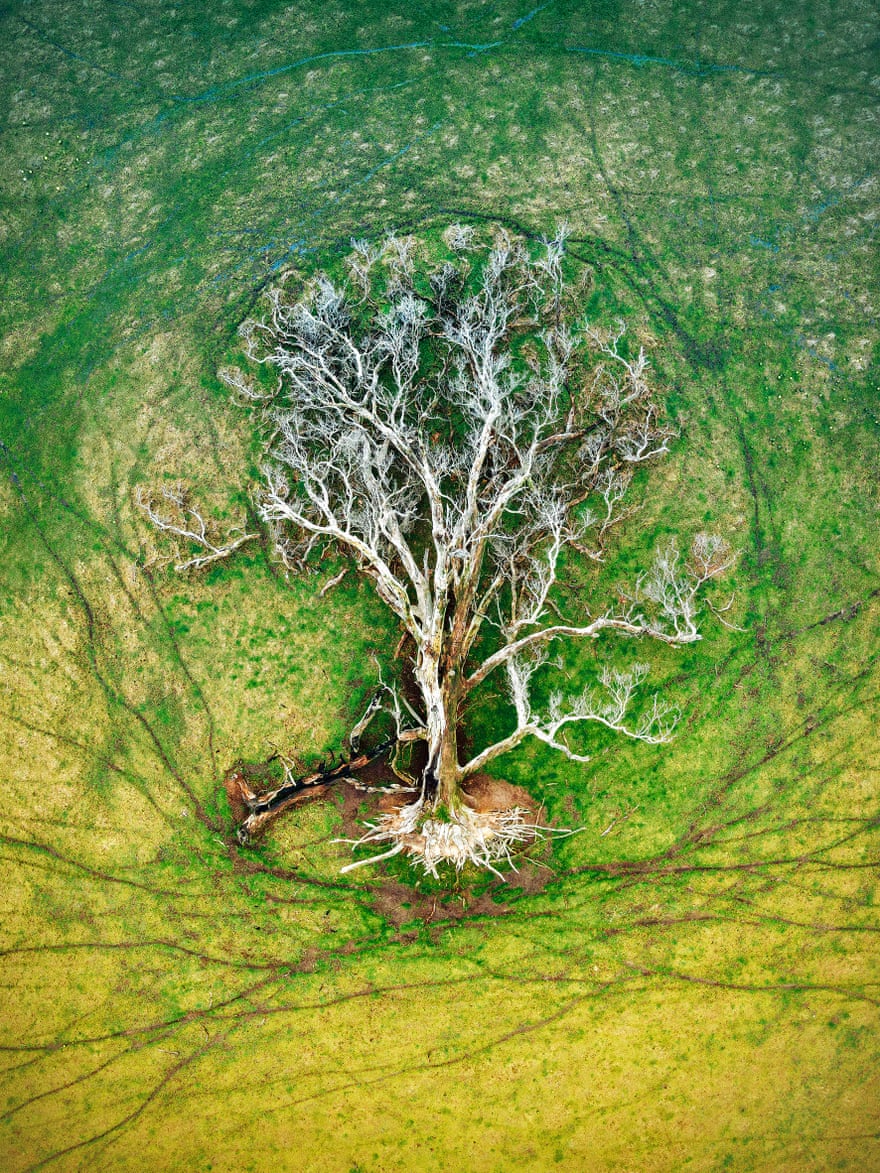 ‘Tree of life’ – a fallen Eucalyptus tree in Mount Barker, Western Australia