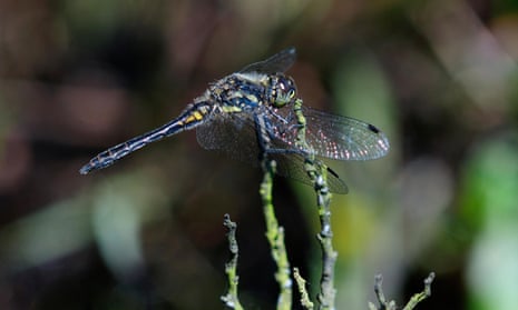 ‘Wings made of wrought iron and glass’: a black darter dragonfly.