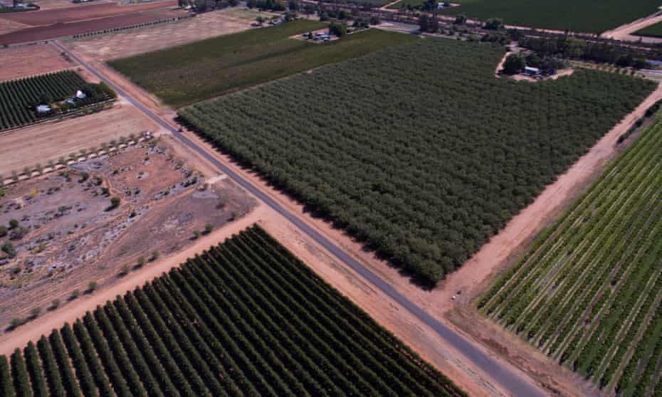 Almond fields near Mildura