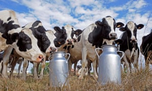 Good moos… is free-range milk the future?