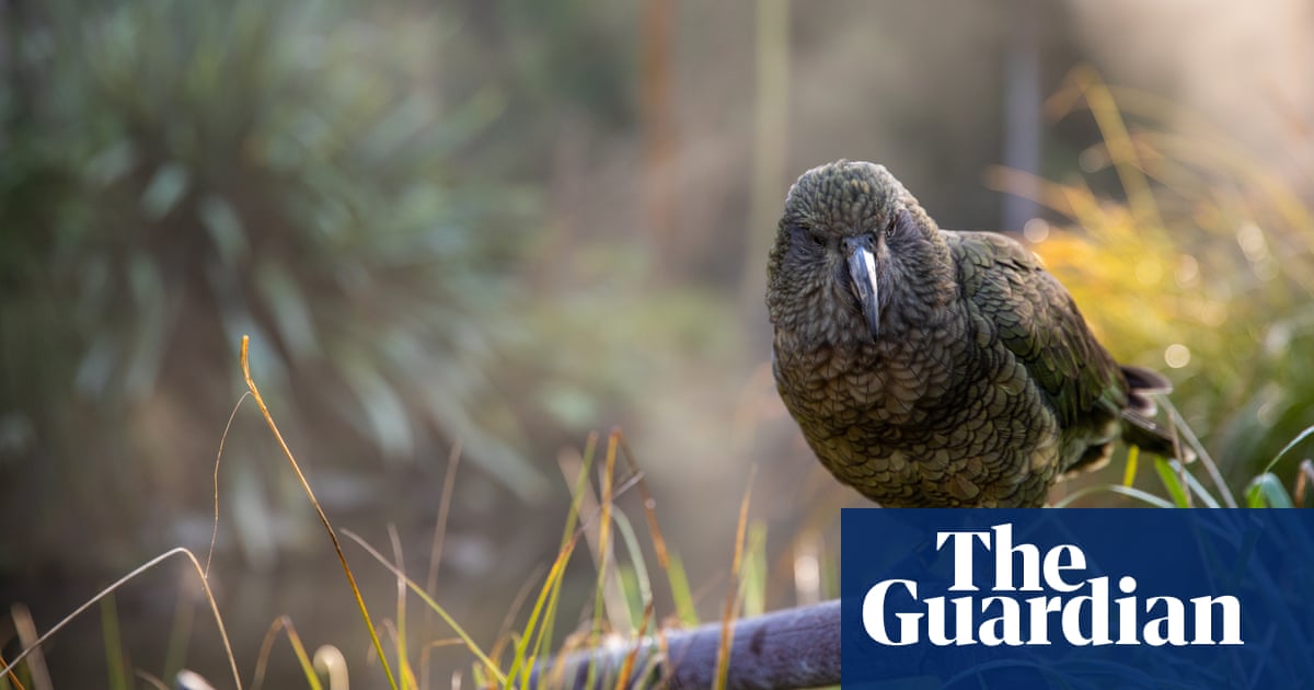 Kleptomaniac New Zealand parrot steals GoPro, films airborne escape