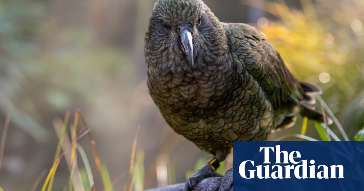 New Zealand parrot steals camera and films airborne escape – video