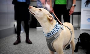 K’ssi, a sniffer dog, at Helsinki airport. Finland has run a trial for Covid-19 sniffing dogs at its borders