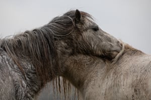 Welsh mountain ponies graze in the mist and rain on the salt marsh near Crofty.