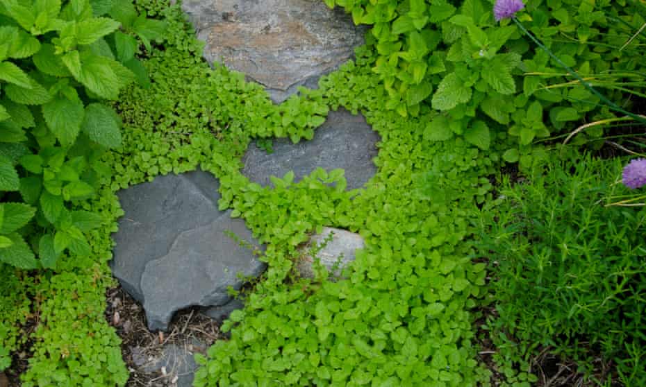 Rock pathway through garden of sedum and mint