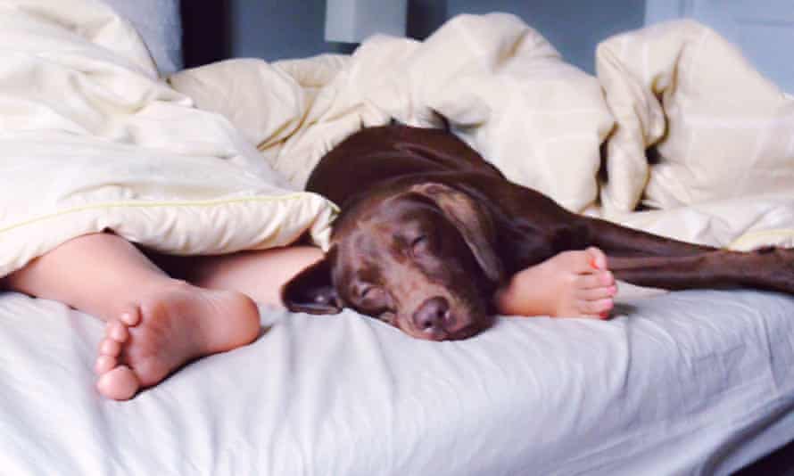 Young person under duvet showing feet and chocolate labrador on bed