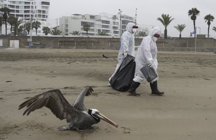 Municipal workers collect dead pelicans on Santa Maria beach as one struggles to move in Lima, Peru