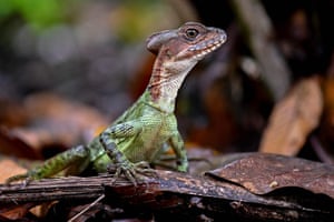 Um basilisco de capacete (Basiliscus galeritus) na ilha