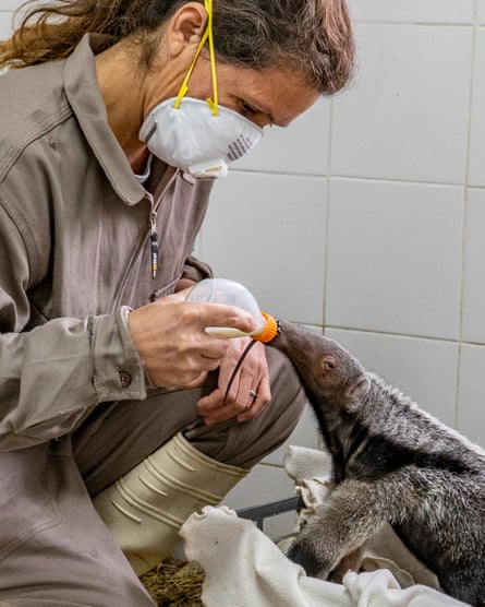 Anteater is fed from a bottle