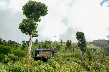 A wooden hut on stilts among lush green farmland