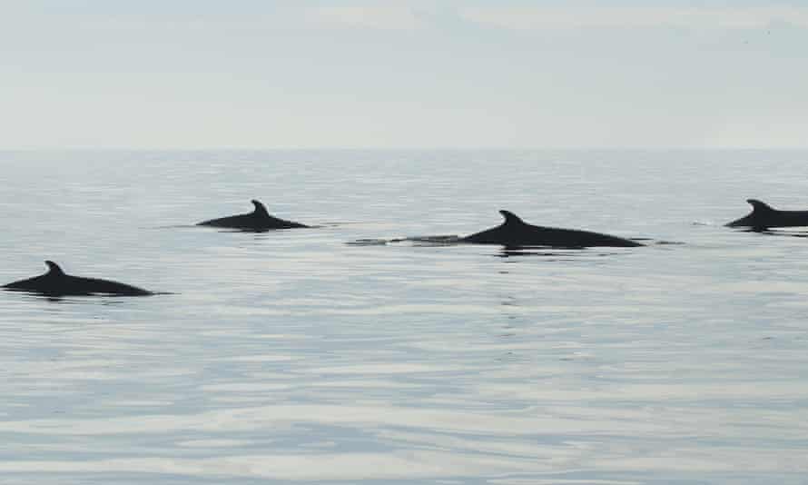 Seabirds and whales, Yorkshire