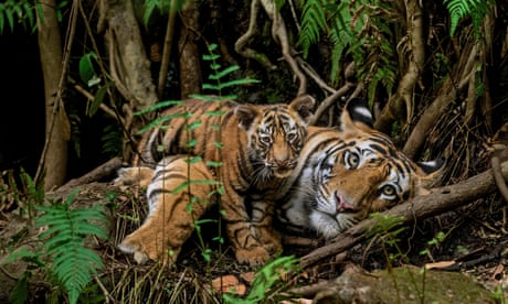 Tigers in Bandhavgarh national park, India.