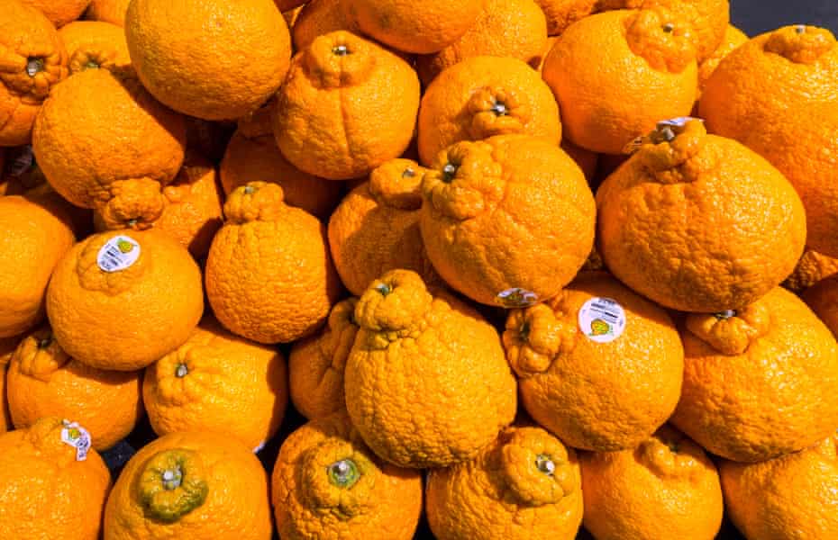 Sumo oranges in a supermarket.