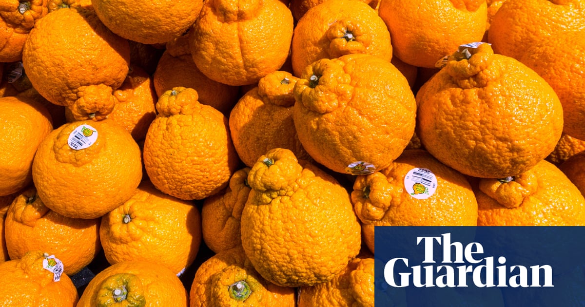 How one determined Trader Joe's shopper made this ugly orange go viral |  Fruit | The Guardian
