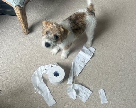A fluffy terrier puppy looks up while standing next to an unfurled toilet roll.