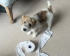 The pet I’ll never forget: Dennis the terrier – who once farted on Jilly Cooper’s sofa