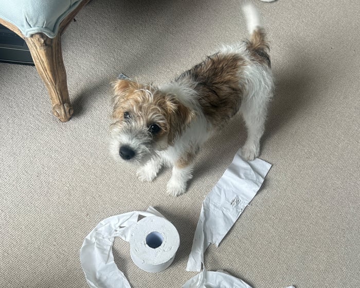 Dennis the terrier: The chaos-loving pup who saved his owner’s life
