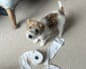 A fluffy terrier puppy looks up while standing next to an unfurled toilet roll