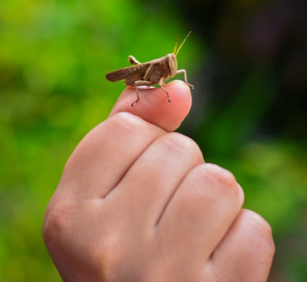A house cricket sits on the fist of a hand
