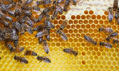 Honey trap: working bees on honey cells