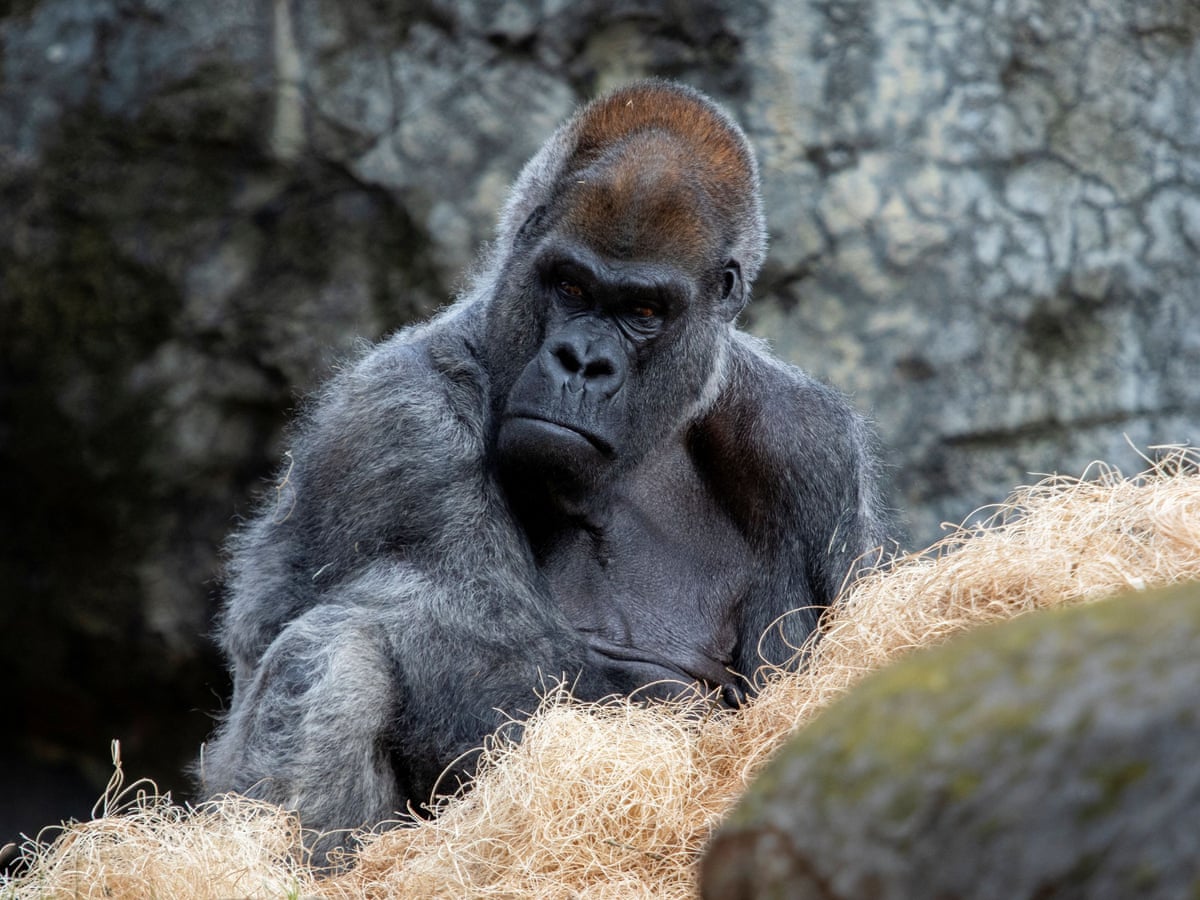 Ozzie, the world's oldest male gorilla, dies aged 61 | Atlanta ...