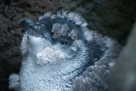 A little penguin