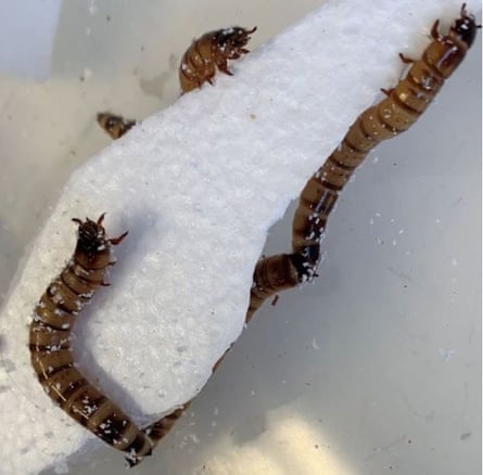 Superworms – the larvae of Zophobas morio, a species of beetle – have gut microbes that are capable of digesting polystyrene.