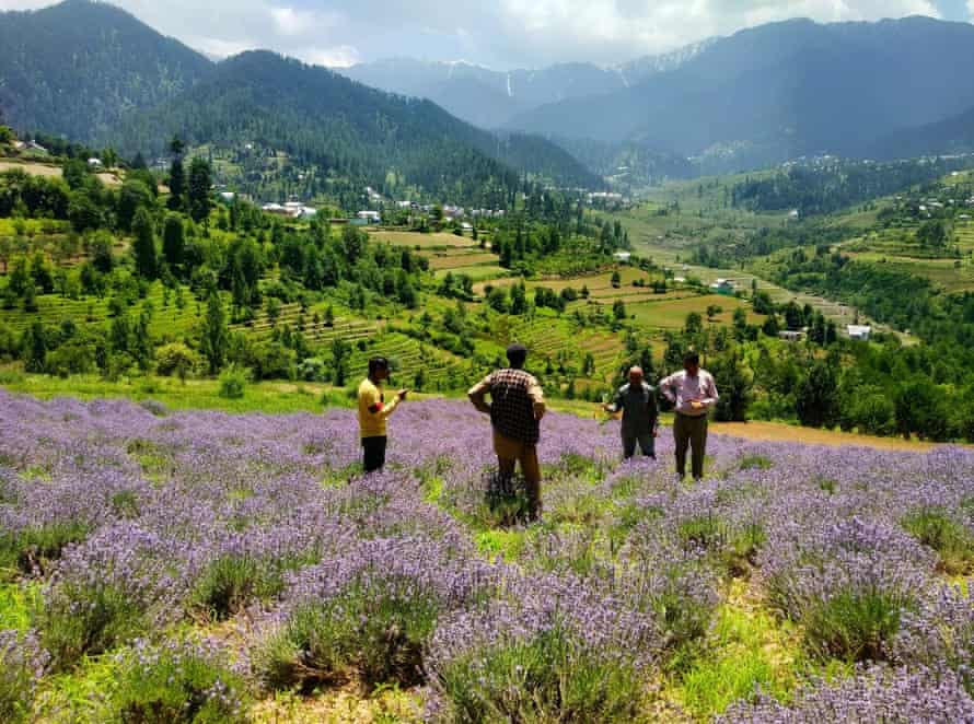 Inspecting a lavender crop on the hillsides of northern India