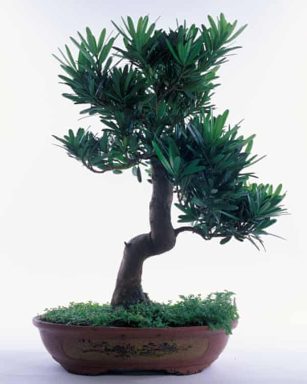 If you do desperately want an indoor bonsai, pick a Podocarpus.