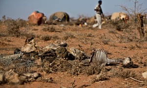Des chèvres et des moutons morts devant des maisons de fortune patrouillées par un policier somalien près de la ville de Burao.