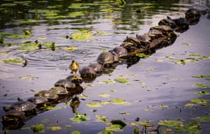 A duckling walks across a turtle-covered log at the Juanita wetlands, Washington, US