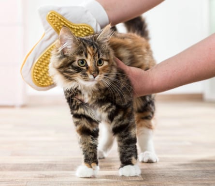 A Maine Coon being groomed