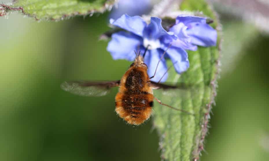 A bee-fly, Bombylius major, hovers on a green alkanet flower.