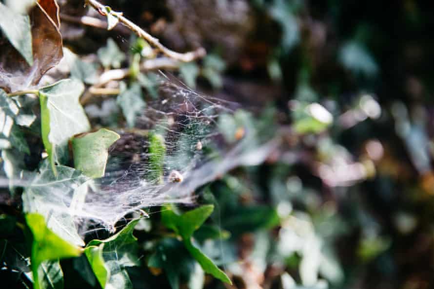 Churchyards offer a home for a wide variety of British wildlife.