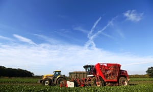 Sugar beet harvest